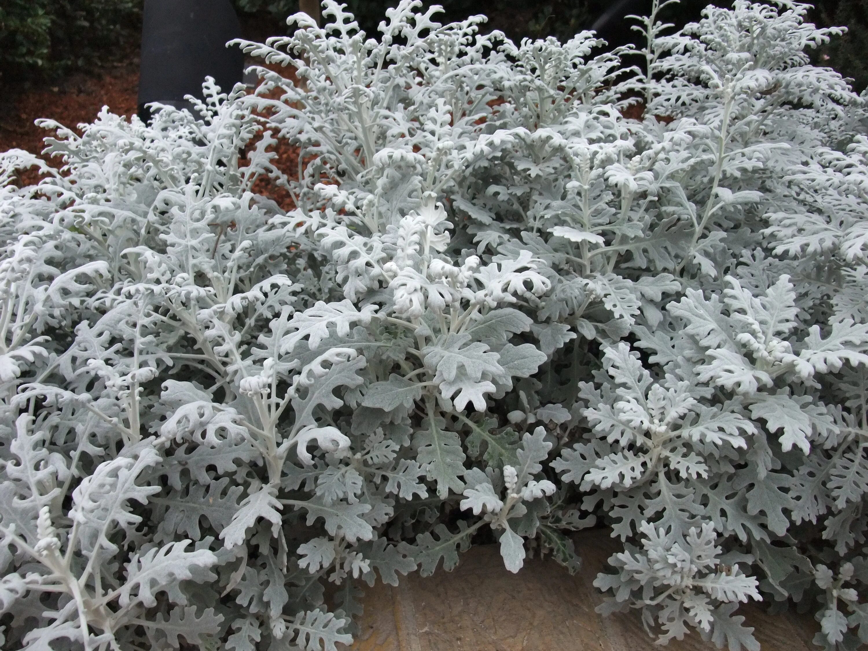 Какую температуру выдерживает цинерария. Цинерария приморская cineraria maritima. цинерария крестовник пепельный. цинерария приморская серебряная пыль. цинерария приморская сильвердаст.