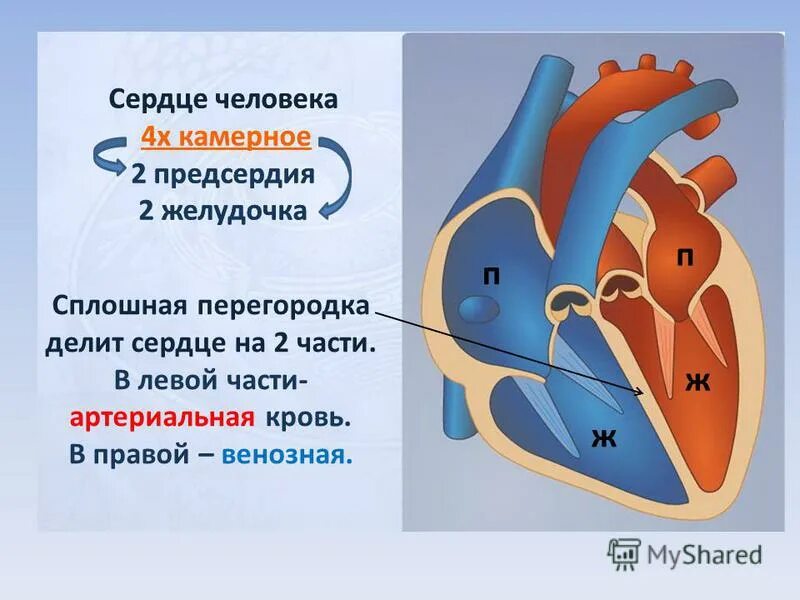 Сердечный способный. Предсердия и желудочки сердца.