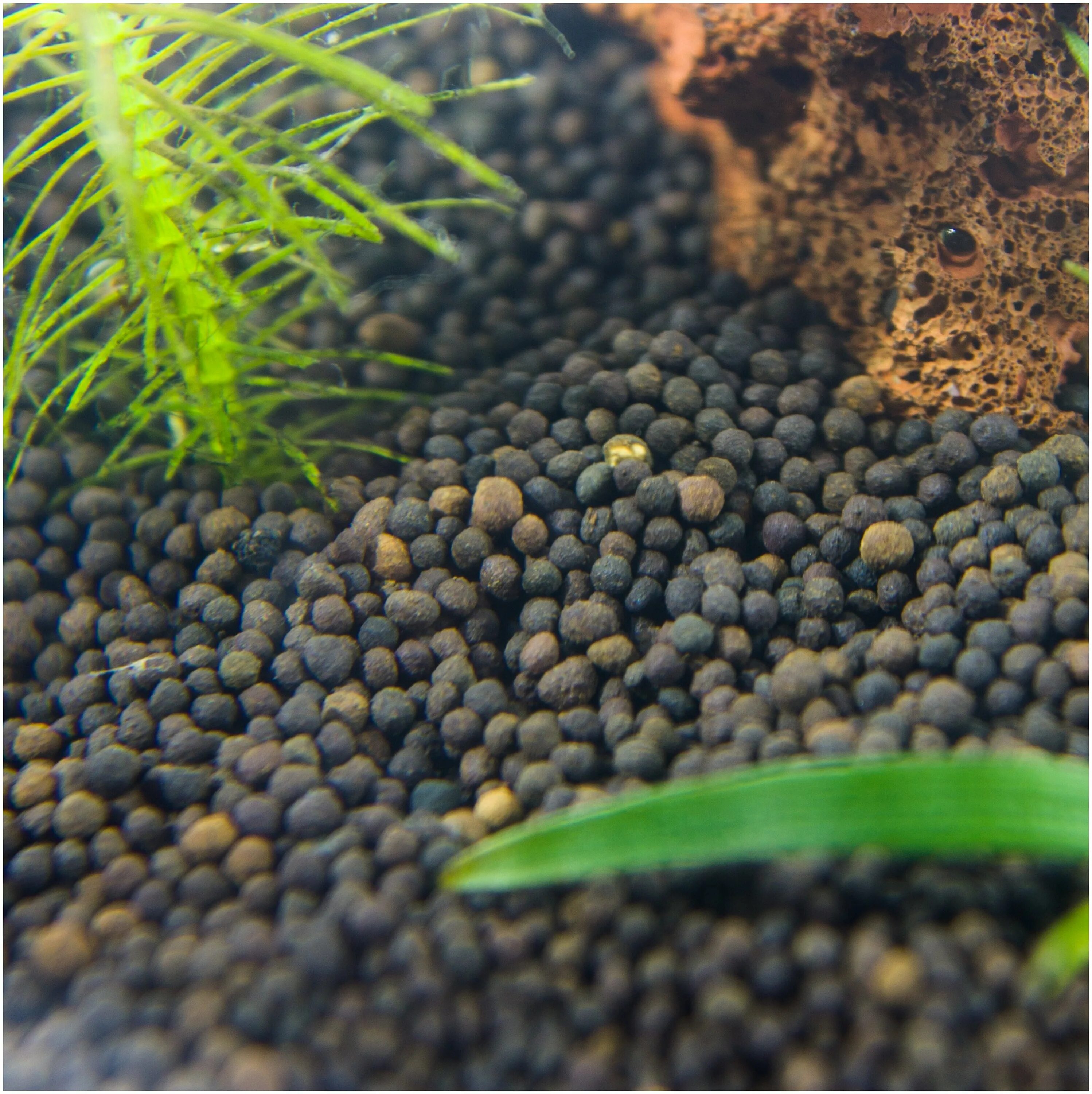 барбус грунт пропант. черный пропант в аквариуме. сверхпрочный пропант. пропант для аквариума. грунт пропант для аквариума отзывы.