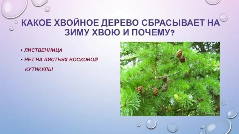 Лиственница сбрасывает на зиму. Лиственница сбрасывает на зиму