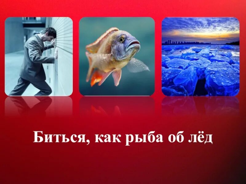 Как рыба об лед. Где логика фразеологизмы. биться как рыба об лед. биться как рыба об лед фразеологизм. биться как рыба об лед картинки.