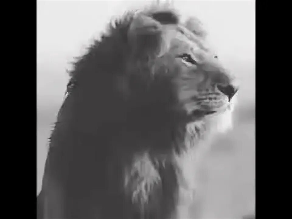 Два брата льва. Мой брат лев. Два льва. Львы братья. Фото 2 brothers lion.