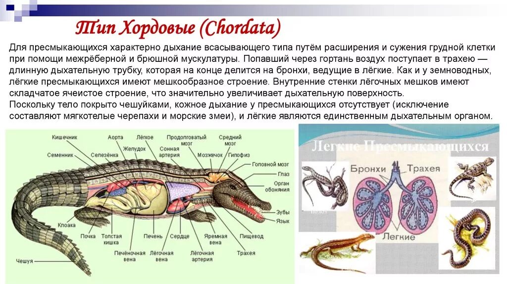 Для рептилий характерно наличие. Дыхательная система хордовых таблица. Пресмыкающиеся строение дыхательной системы. Органы хордовых животных. Дыхательная система типа хордовых.