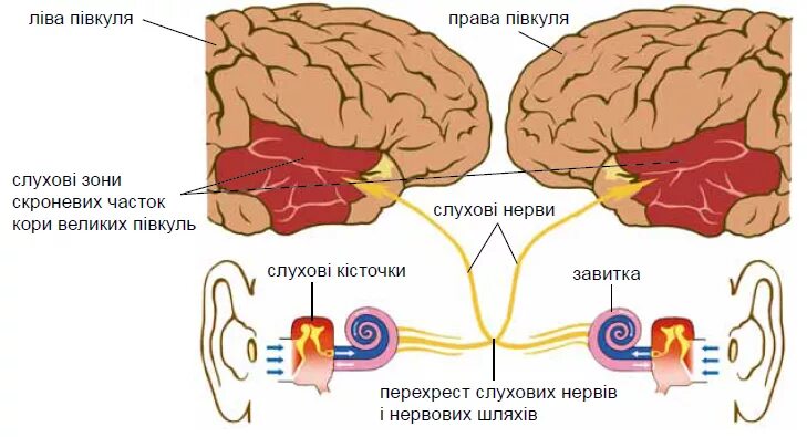 Слуховой центр коры мозга. Слуховой анализатор зона коры. Слуховой анализатор мозг зоны. Слуховая зона коры головного мозга.