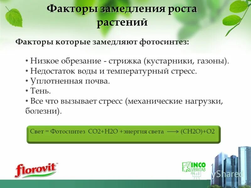 графики роста растений. фазы вегетации озимой пшеницы. период жизни растения когда рост замедляется. определи максимальную высоту растения на 3 год жизни. ьос т и развитие растений.