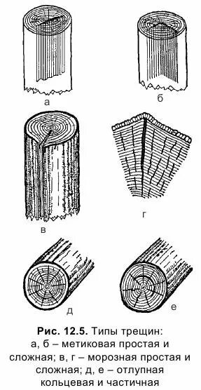 Типы трещин. Отлупные трещины древесины. Типы трещин древесины. Сложная метиковая трещина древесины. Виды трещин в дереве.