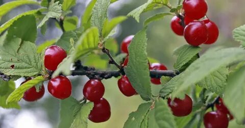 Сорта вишни устойчивые