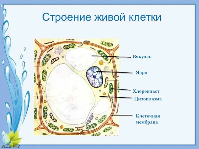 Живая клетка 5 класс биология. Клетка хлоропласты ядро стенка мембрана. Строение клетки 5 класс биология ядро цитоплазма мембрана. Ядро цитоплазма клеточная мембрана стенка , вакуоль. Мембрана, стенка, цитоплазма, ядро.