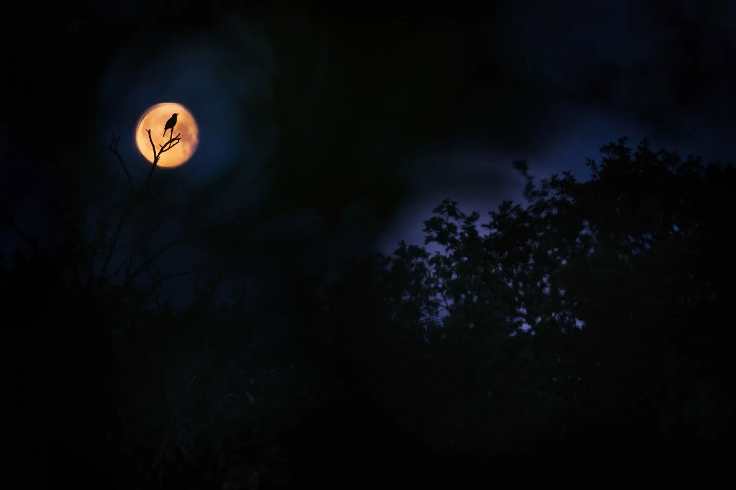 Trexlers. Ветви лунные. Темное фото Минимализм птица.