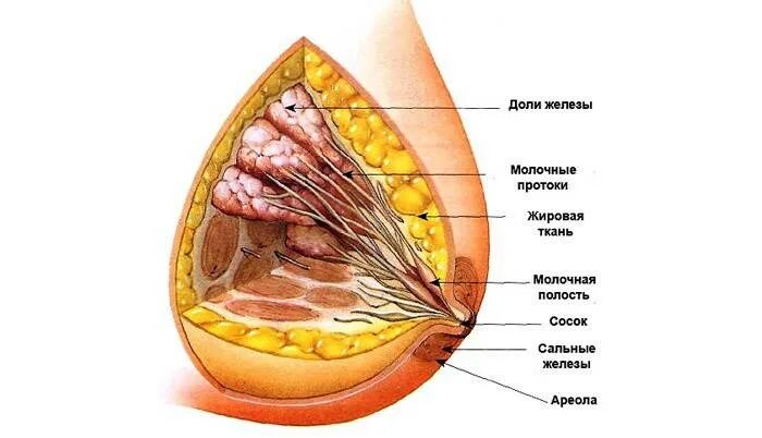 Как выглядит молочная железа внутри Lab 12 Station 2: Models of the Reproductive System Female (breast) Diagram Qu