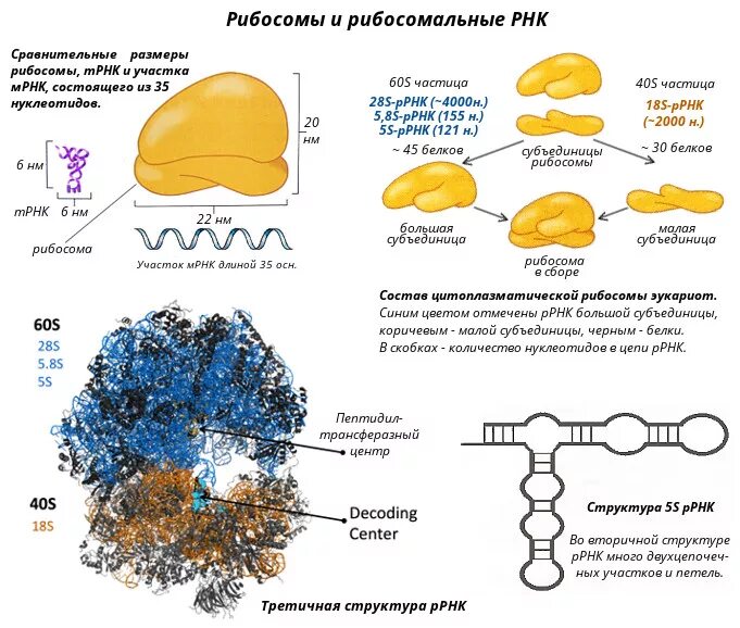 Размеры рнк. Рибосомную РНК структура и функции. Строение РРНК. Рибосомы бактерий строение. Рибосомная РНК строение.