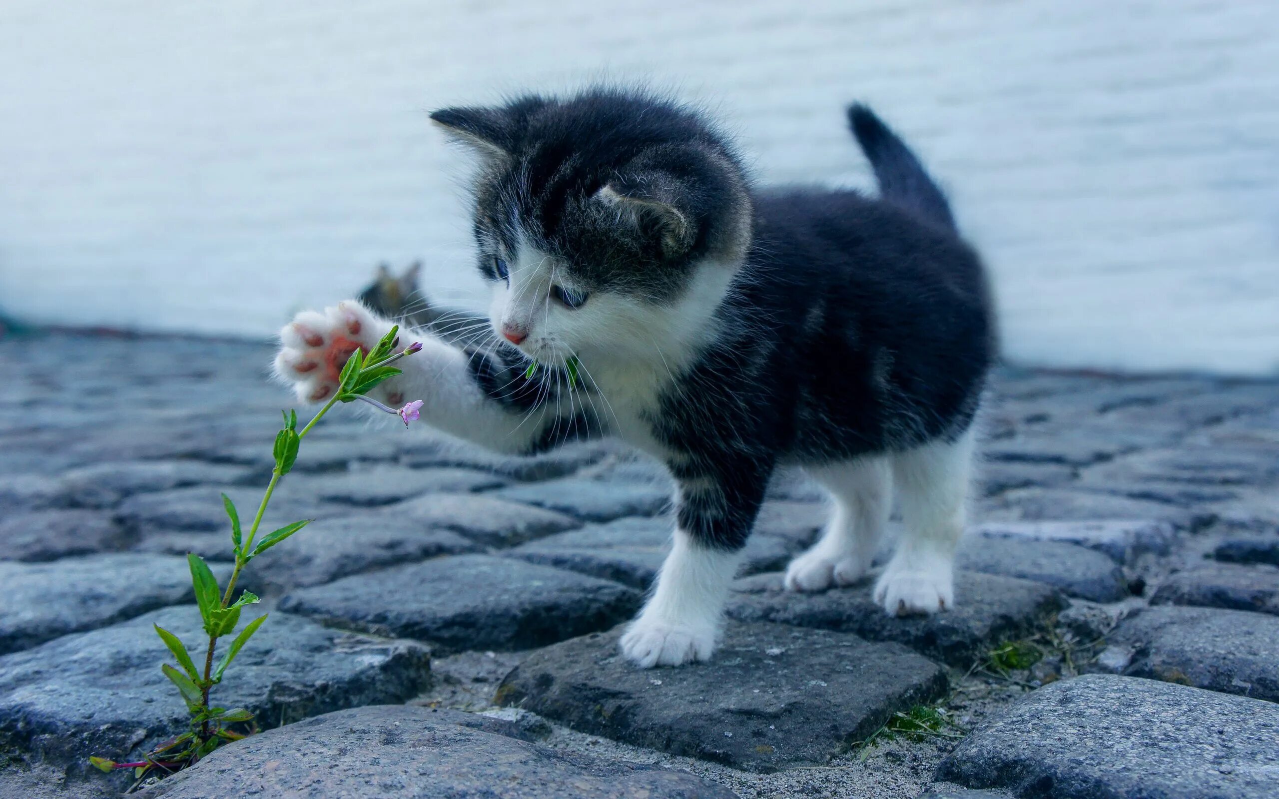 Котята их жизнь