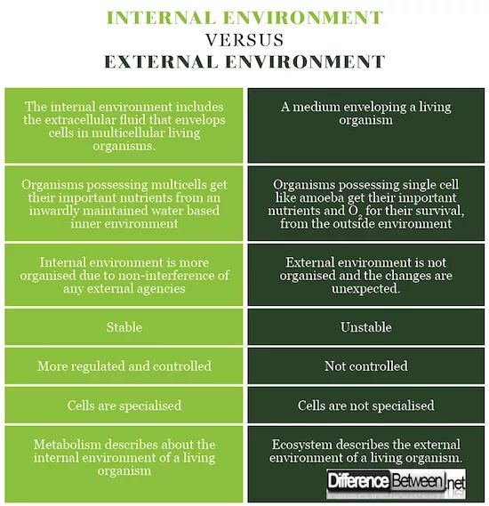 External environment. Internal and external environment. factors of the internal environment. external and internal environment of the organization. external и internal разница.