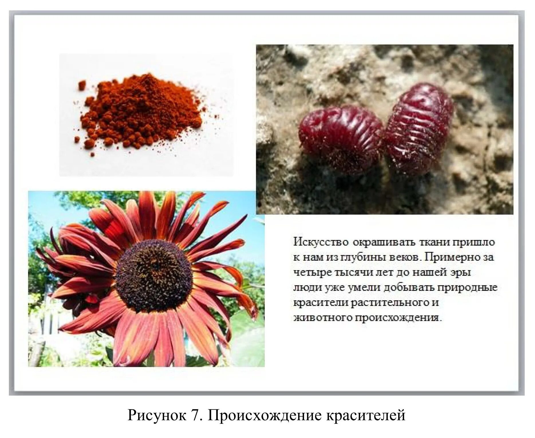 дыхательные пигменты животных презентация. минеральные краски в древности. пищевые красители натуральные и синтетические. природные красители животного происхождения. чем обусловлена окраска предметов.