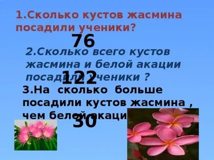 7 кустов