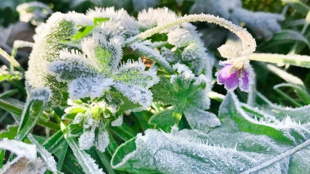 Заморозки в мае. Летние заморозки. Весенние заморозки. Заморозки летом. Заморозки в июне.