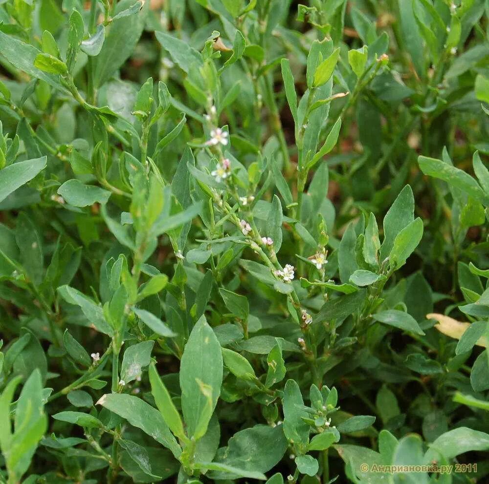 Горец птичий спорыш. Горец птичий (Polygonum aviculare). Горец птичий (спорыш) (Polygonum aviculare). Трава мурава Горец птичий. Как выглядит катнеп