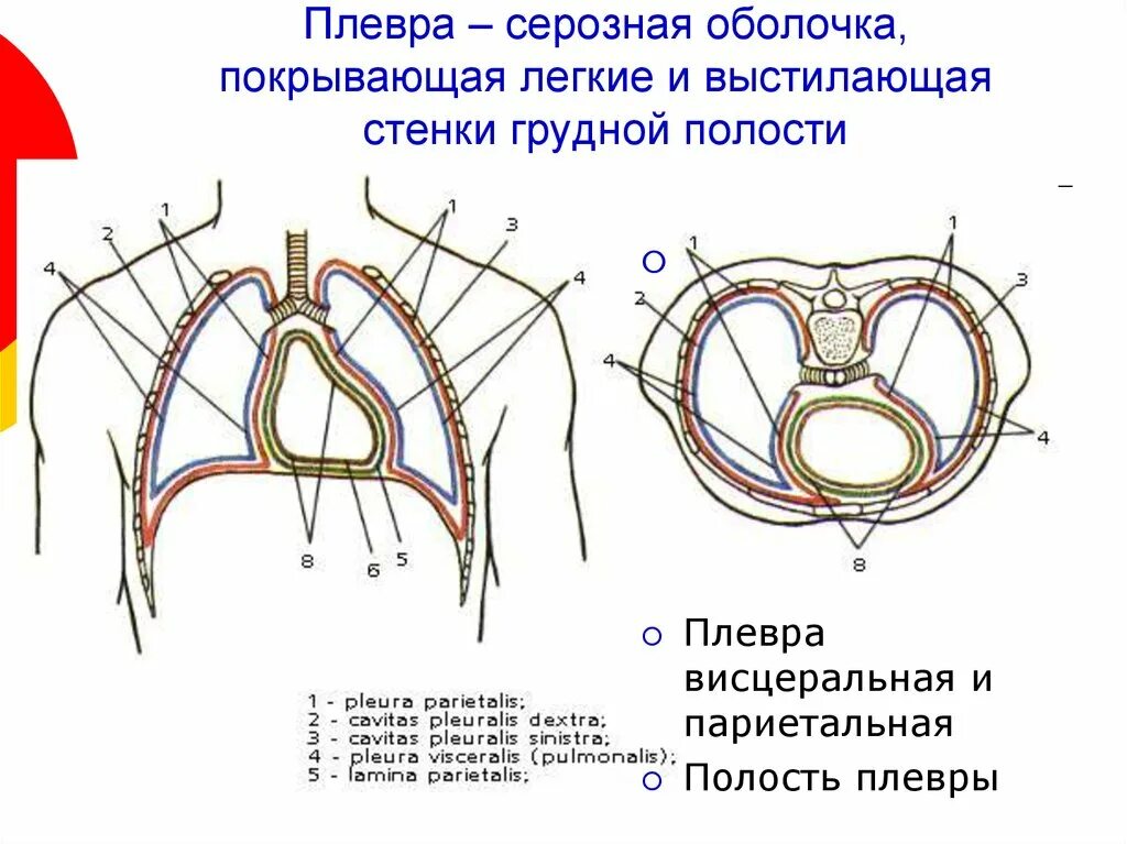 Оболочка легких 6. Синусы плевры схема. Синусы плевральной полости. Плевральные синусы анатомия схема. Топография плевры синусы плевры.