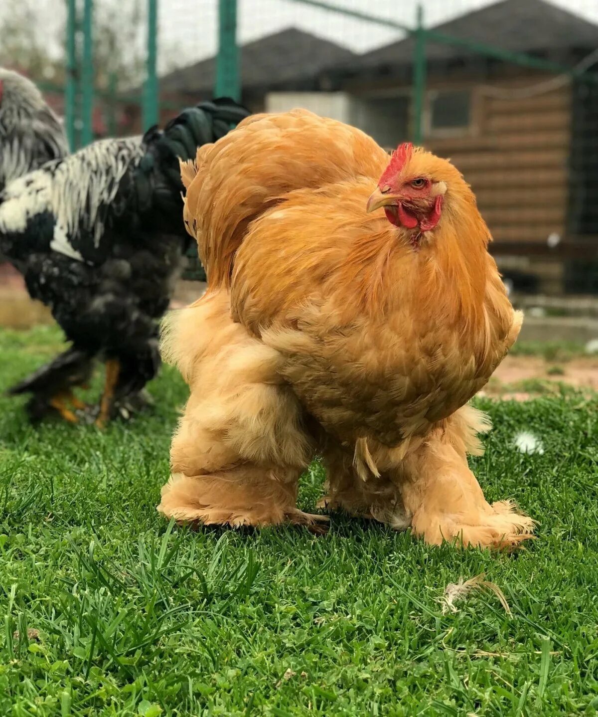 Купить породу брама. Кохинхины куры. Брама кохинхин. Брама кохинхин палевый. Куры породы кохинхин.