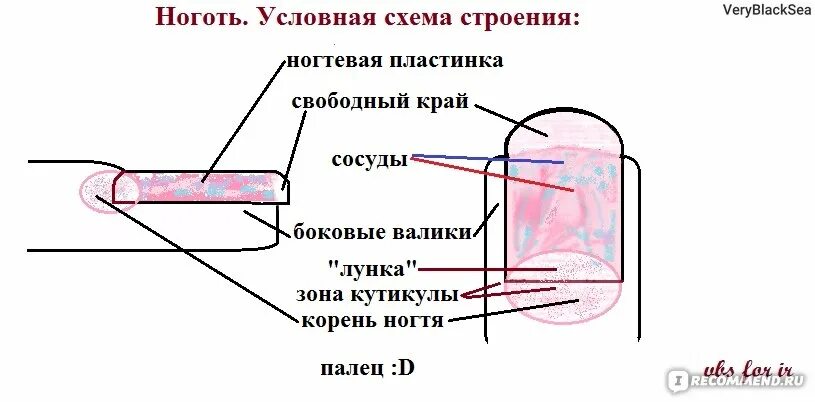 Ноготь корень слова. Строение ногтя. Структура ногтя. Строение ногтевой пластины схема.