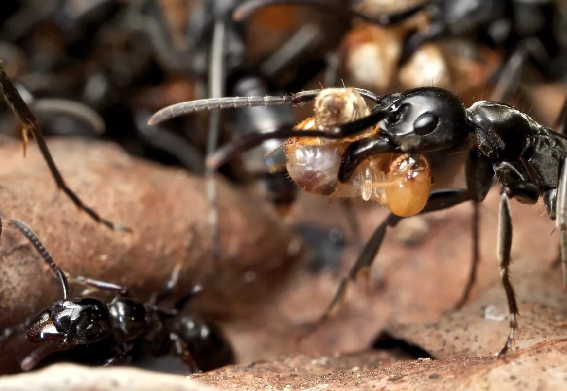 Муравей. Хищные муравьи. Муравьи наблюдатели.
