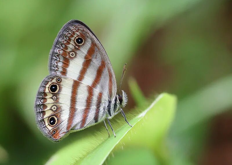 Wildlife holidays. Вдохновение "Euptychia Agatha".