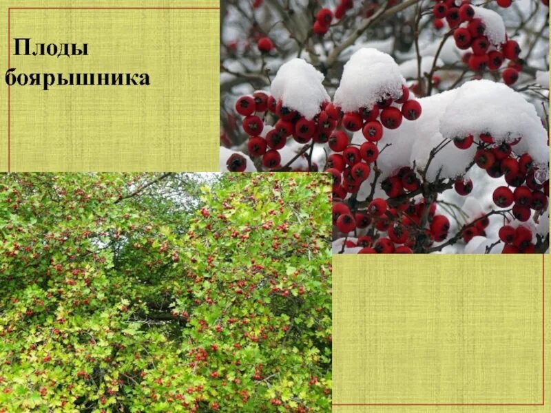 Кустарники спб