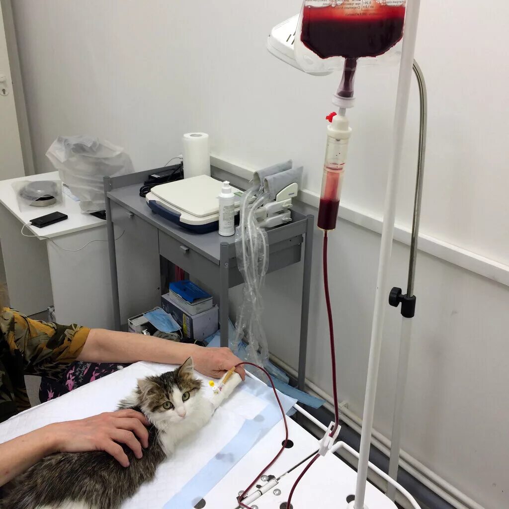 ветхелпер коломна. ветхелпер коломна. ветеринарная клиника в коломне. ветхелпер коломна. оля губанова.