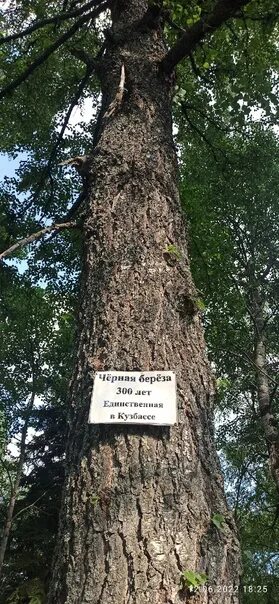 Растут ли березы в америке. Растут ли березы в америке