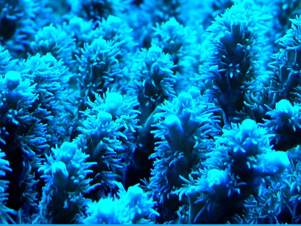 Coral blue. Синий коралл Акори. Цвет голубой коралл. Кораллы фон. Обои с синими кораллами.