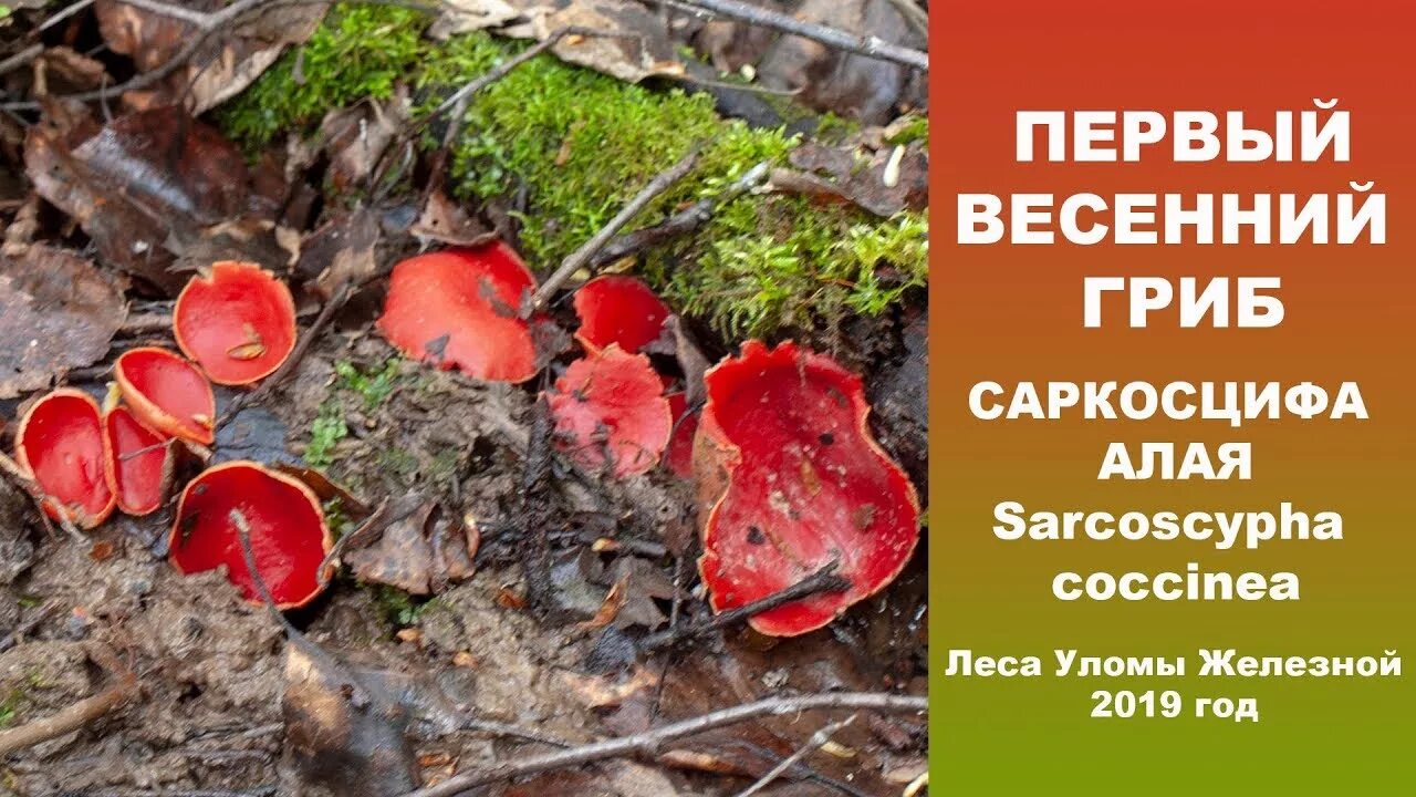 Саркосцифа австрийская. Саркосцифа алая съедобная. Гриб саркосцифа алая. Гриб саркосцифа ярко красная. Саркосцифа коричневая гриб.