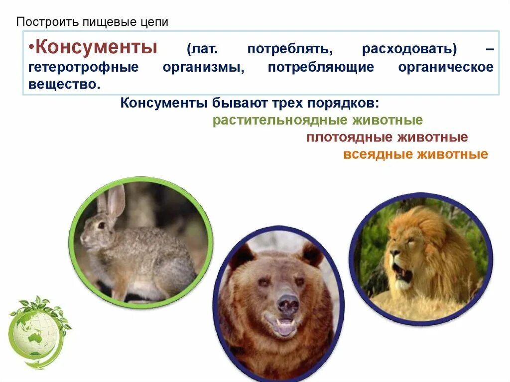 Плотоядные животные консументы. Растительноядные животные консументы. Презентация животные потребители. Консументы всеядные. Консументы фитофаги.