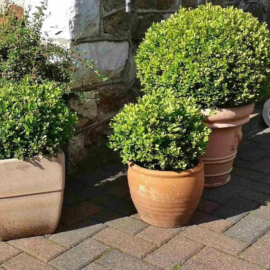 Как часто поливать самшит. Buxus sempervirens изгородь. самшит вечнозелёный. самшит камень. самшит вечнозеленый семена.