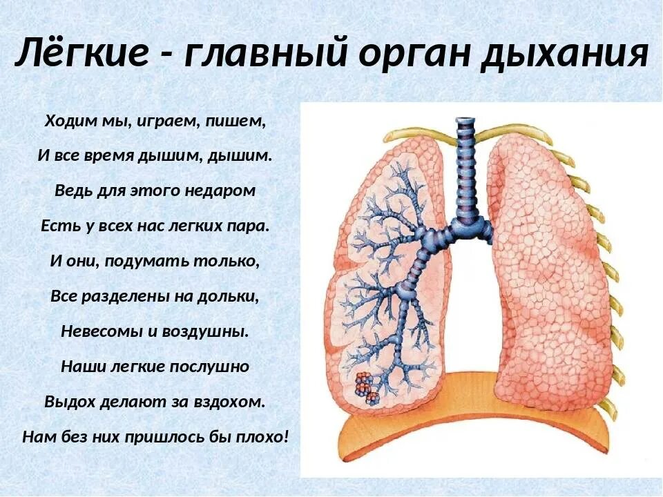 Легкие человека для детей. Сведения о дыхательной системе. Лёгкие органы дыхания. Дыхательная система 3 класс.