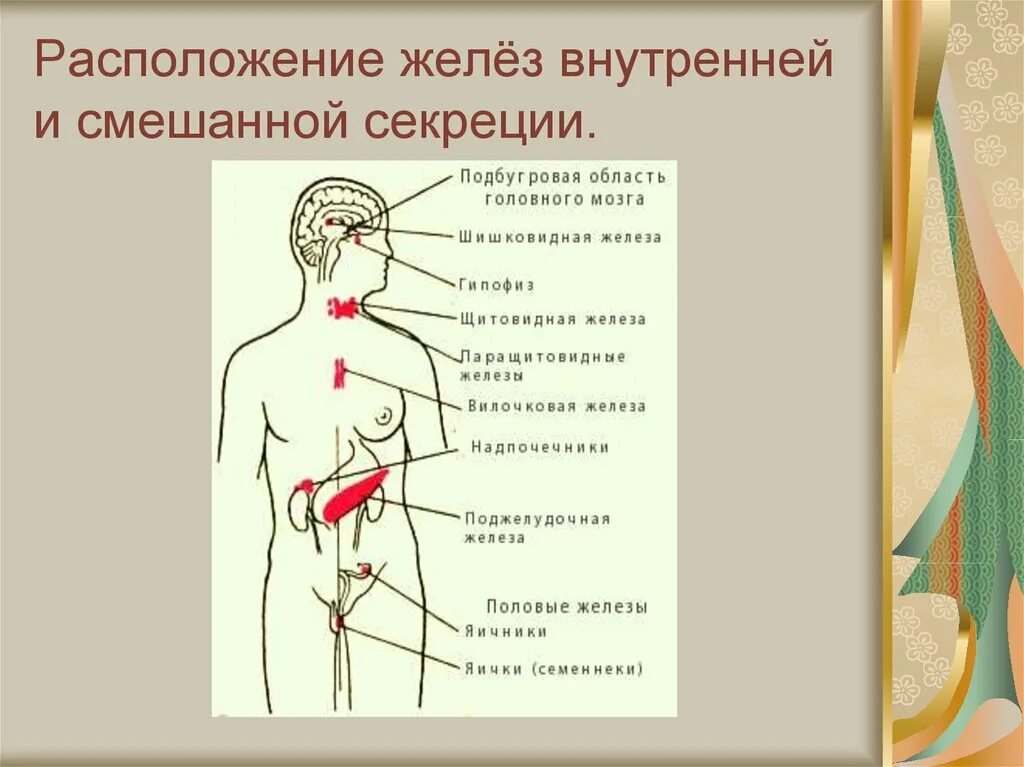 Железы внутренней секреции и внешней секреции и смешанной секреции. Железы внутренней секреции железы внешней секреции. Рис 59 железы внутренней секреции. Железы внешней и смешанной секреции.