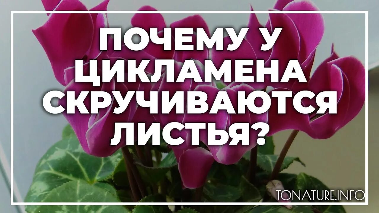 Почему у цикламена листья. У цикламена скручиваются листья. у цикламена заворачиваются листья причина. закручиваются листья у цикламена. почему заворачиваются листья у цикламена.