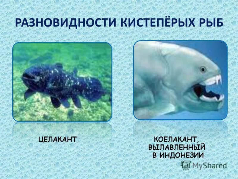 рыбы презентация 6 класс 8 вид природоведение. рыбы презентация 6 класс 8 вид природоведение. рыбы слайд. многообразие рыб: класс хрящевые рыбы. рыбы презентация 6 класс 8 вид природоведение.