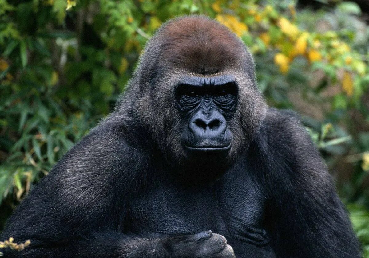 Monkey gorilla
