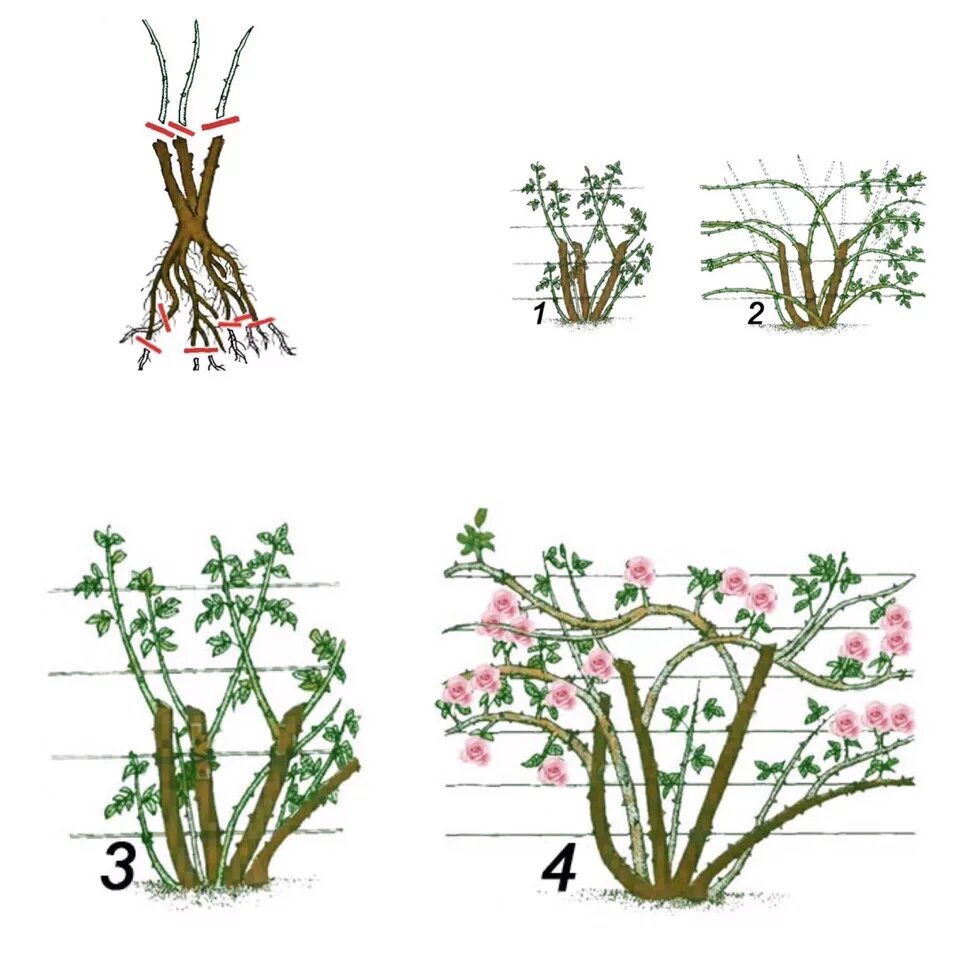 Формировка плетистой розы. Формировка куста плетистой розы. Формировка плетистых роз. Обрезать бутоны роз