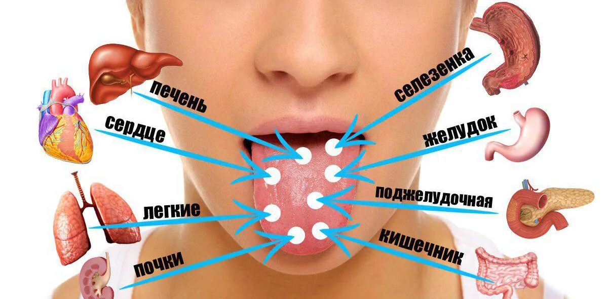 Язык человека определить болезнь. Расположение органов на языке человека. Болезни по состоянию языка. Проекция органов на языке человека. Определить заболевание по языку.