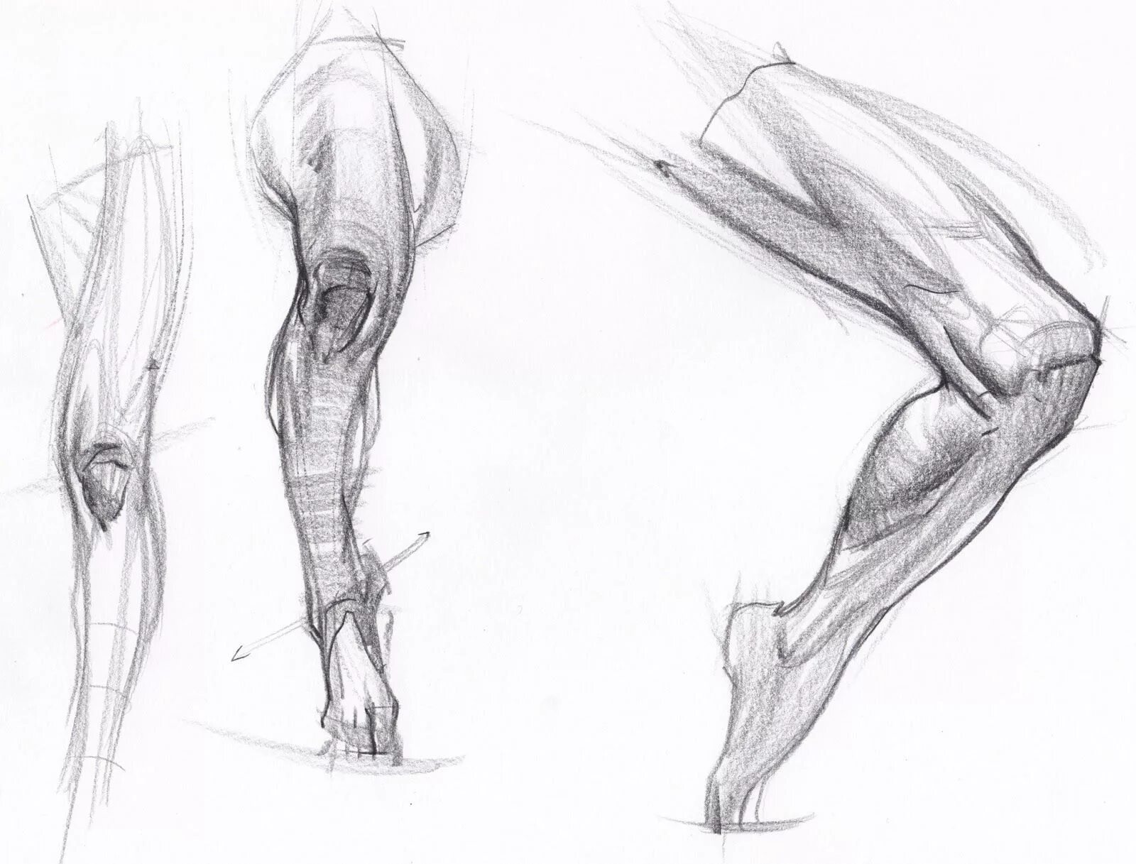 Рыжкин анатомия конечностей. Баммес анатомия мышцы ног. Мышцы голени Баммес. Мышцы таза Баммес. Draw leg