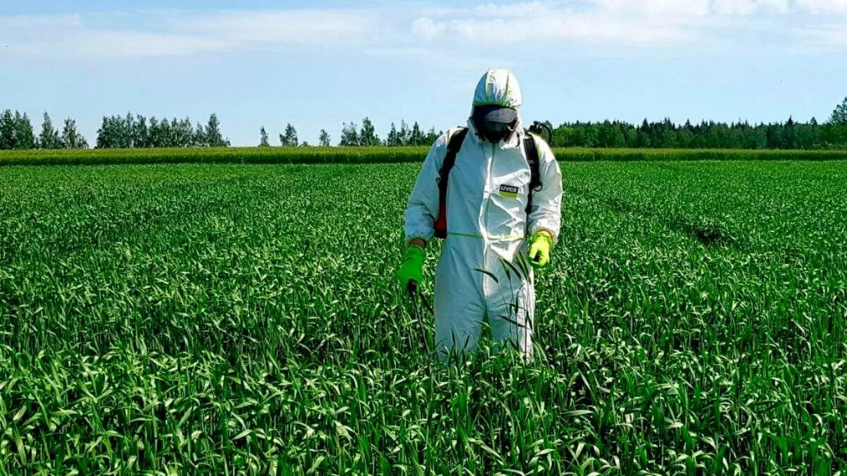 Исследование пестицидов. Пестициды и гербициды. ФГИС Сатурн пестициды. Химикаты в сельском хозяйстве. Пестициды инсектициды гербициды.