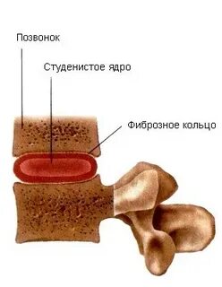 Студенистый слой