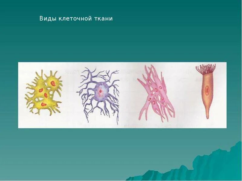 клетки 4 класс. путешествие в мир клеток 4 класс. путешествие в мир клеток 4 класс. клетки 4 класс. клетка для презентации.