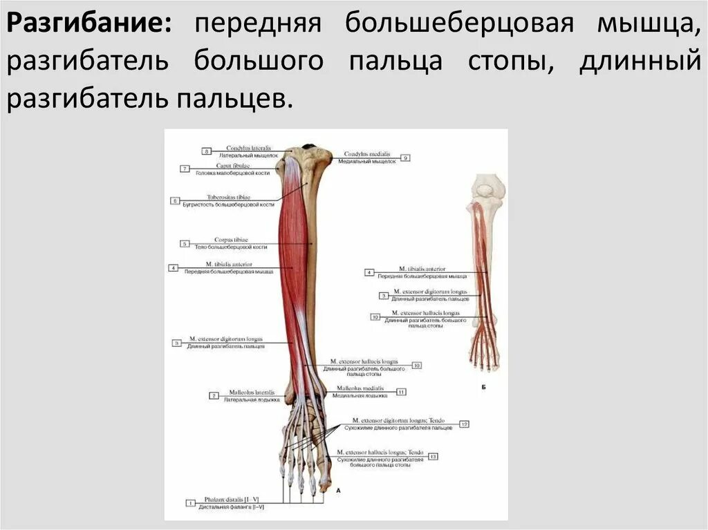 Длинные мышцы разгибатели пальцев. Длинный разгибатель пальцев мышца голени. мышца длинный разгибатель большого пальца. длинный разгибатель пальцев, m. extensor digitorum longus. длинный разгибатель пальцев стопы анатомия.