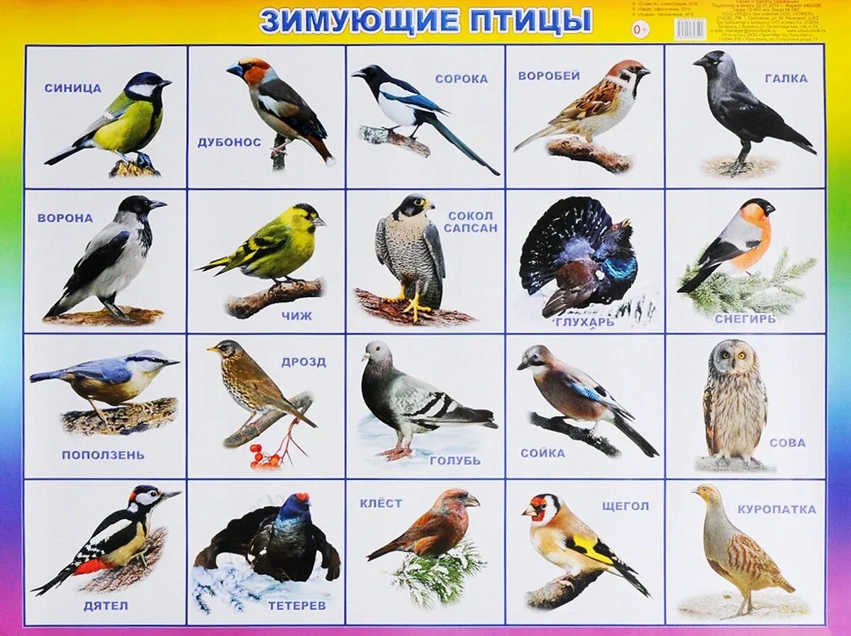 Пение птиц зимующих для детей. Зимующие птицы средней полосы россии и названия. зимующие птицы нижегородской области. зимующие птицы с названиями для детей. оседлые зимующие птицы.