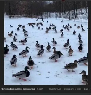 День утки