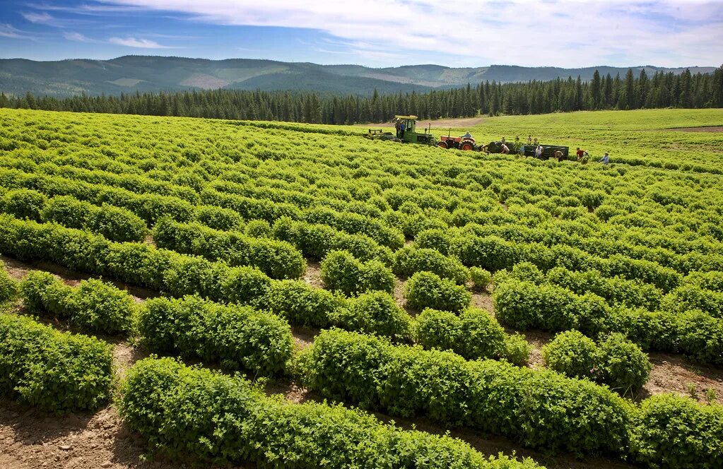 Are several fields of. Living on farms. fields of melissa.