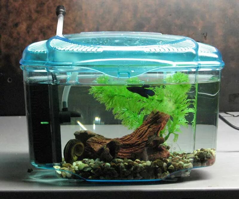 Аквариумные рыбки без фильтра. Маленькие рыбки для аквариума. Маленький аквариум. Мини аквариум с рыбкой. Аквариум 3 литра.