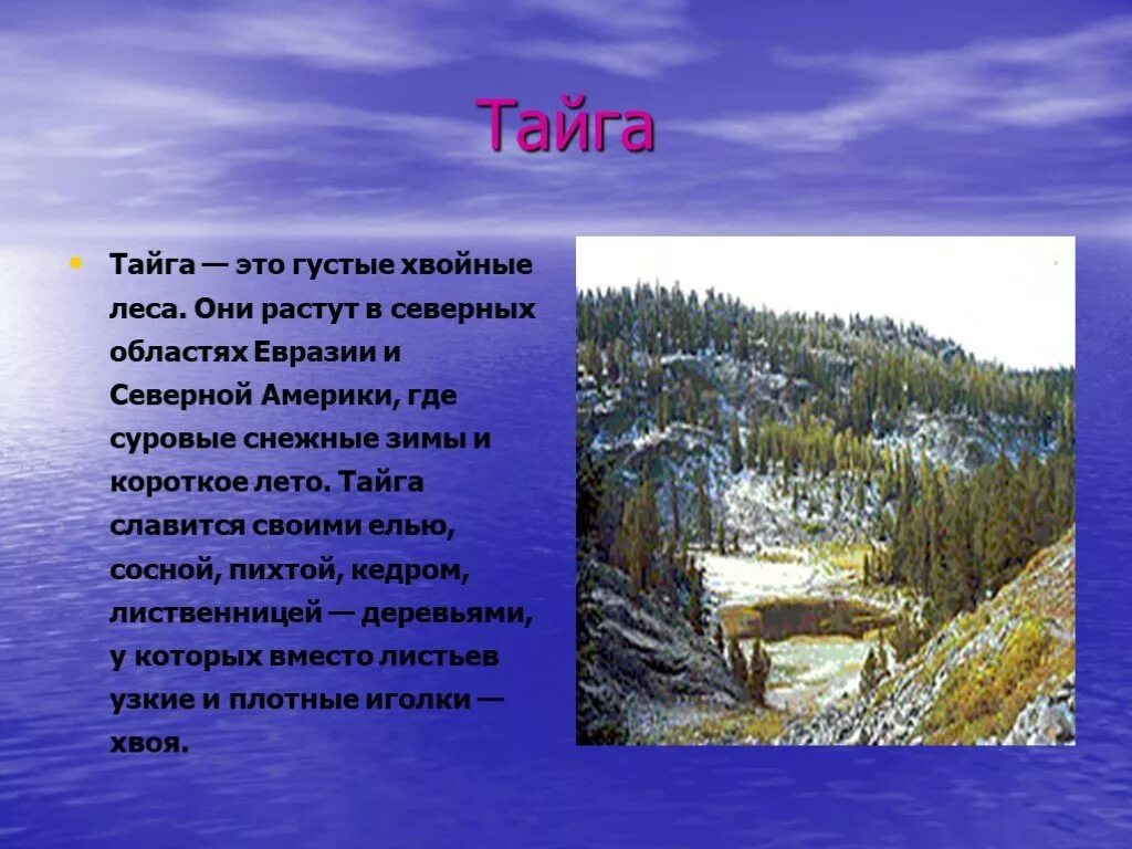 Тайга география 7 класс. Описание тайги. Климат тайги. Доклад о тайге. Зона тайги климат.